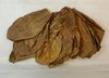 20 Naturgetrocknete Seemandelbaumblätter 10-15cm