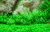 1-2-Grow Bacopa Coroliniana