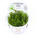 1-2-Grow Gratiola viscidula InVitro