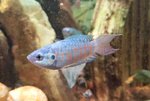 Makropode - Paradiesfisch blau Jugntiere