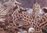 Corydoras cf. ambiacus - Glänzender Leopardpanzerwels