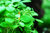 1-2-Grow Lobelia Cardinalis mini InVitro